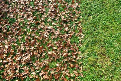 Lawn Care in Fall